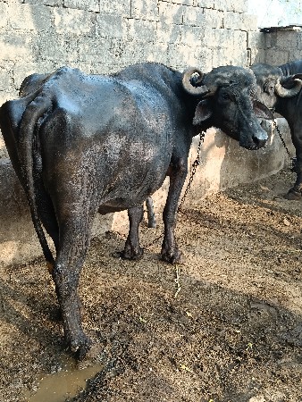 પેલું વેતર