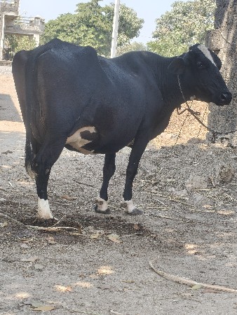 थंबनेल 6