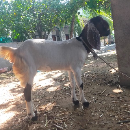 આ. વેચવાની છે. બકરી