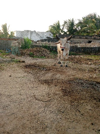 थंबनेल 3