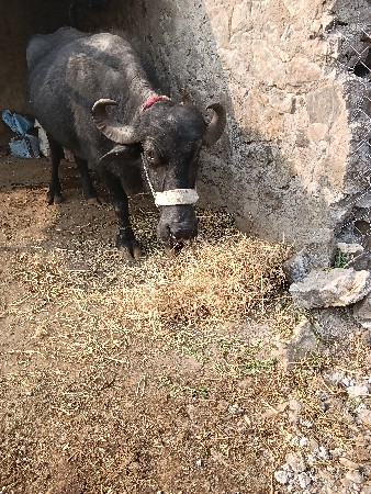 ભેંસ વેચવાની છે