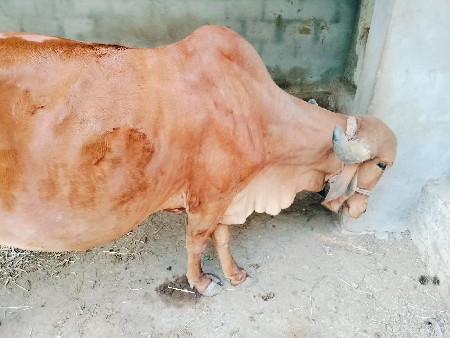 ગીર ઓરીજનલ