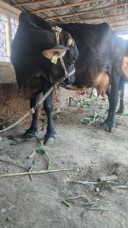 थंबनेल 2