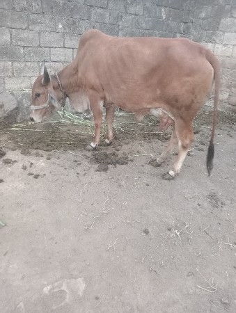 थंबनेल 2