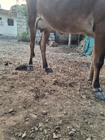 થંબનેલ 2