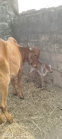 थंबनेल 3