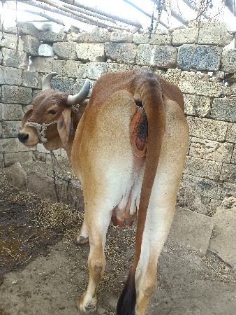 ગાય વેચવાની છે