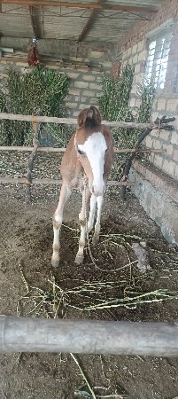 થંબનેલ 2