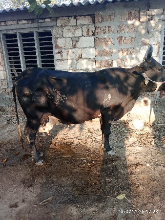 hf ગાય આપવાની શે