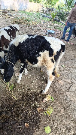 થંબનેલ 2