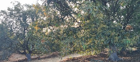 10 વિઘા નો બગીચો