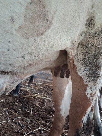 હરેસ ભાઈ  ખાચર