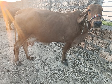 એચએફ ગાય વેચવાની છે