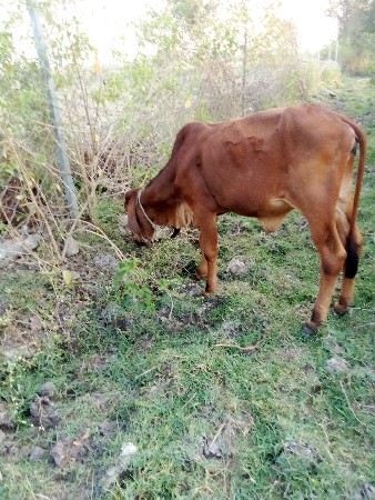 थंबनेल 3