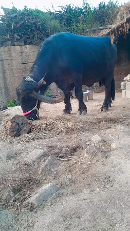 થંબનેલ 2