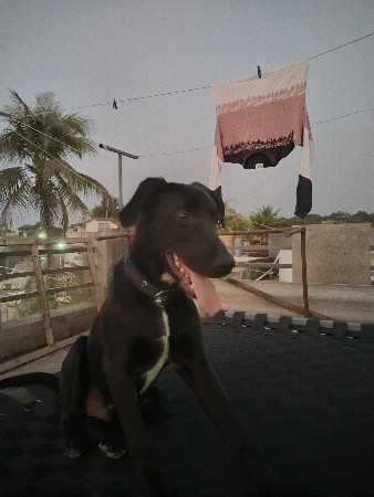 લેબરા ડોગ વેચવાનો છે.