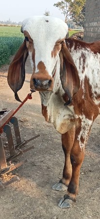 ગીર ખુટ વેચવાનો છે