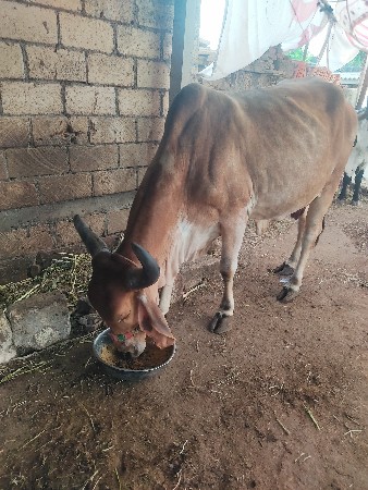 વેશવાની છે