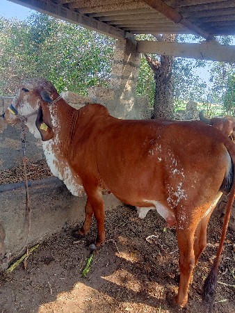 ગાય વેચવાની છે