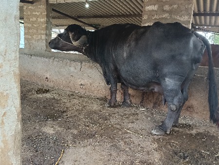 ત્રીજો વેધર