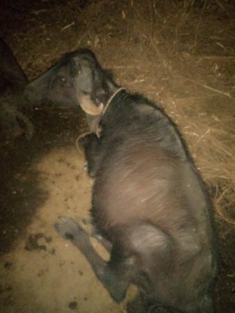 પાડીના સાટાકરવાસે પાડાહારે