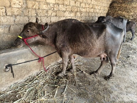 થંબનેલ 4