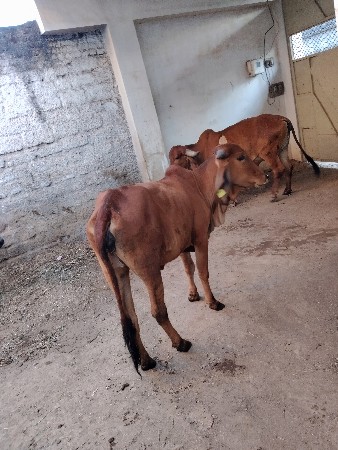 થંબનેલ 3