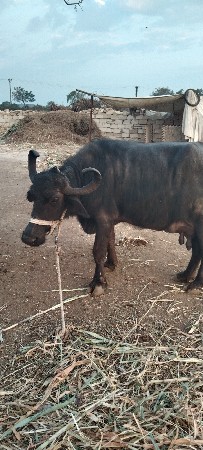 ભેંસ વેચવાની છે