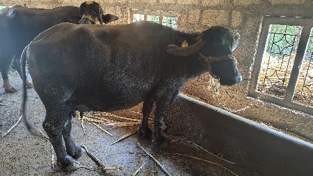 थंबनेल 2