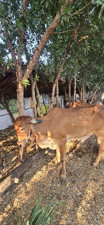 थंबनेल 2