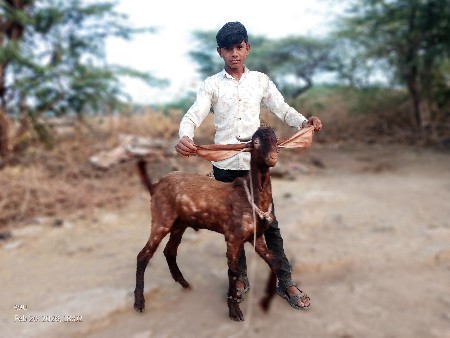 દાગ છે બકરાની ત્રણ દાંત છે હાલમાં