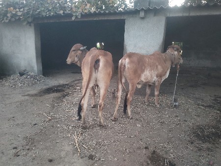 gir hodki vechvani chhe.