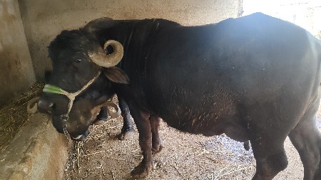 थंबनेल 3