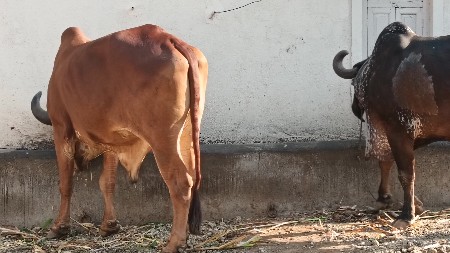 બળદ વેચવા ના છે