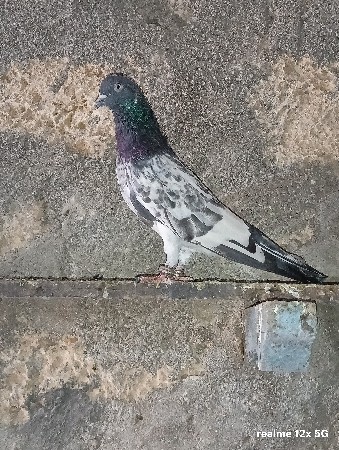 થંબનેલ 3