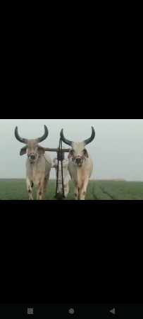 ગોઢલા વેચવાના છે