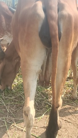 थंबनेल 3