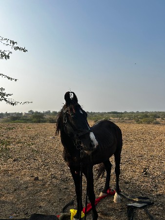 थंबनेल 3