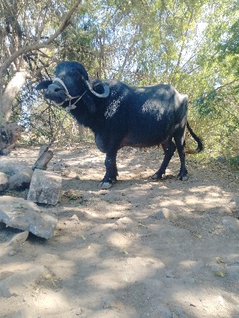 थंबनेल 3