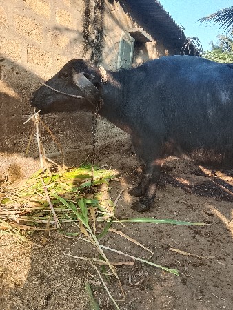 थंबनेल 3