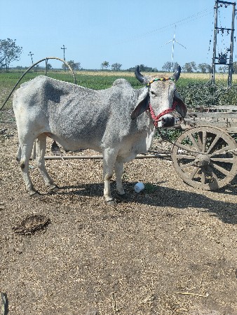 थंबनेल 3