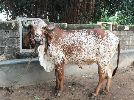 ગાય વેચવાની છે