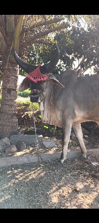 थंबनेल 2