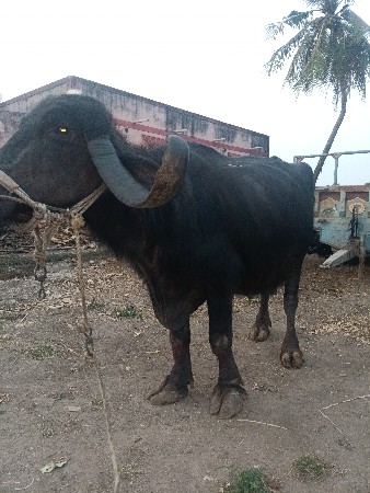 થંબનેલ 3