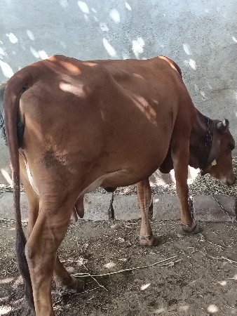 ઊંચાઈ લંબાઇ પૂરી