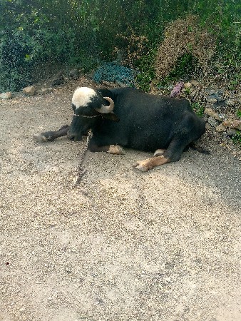 બે ગાઈ વેશવા ની