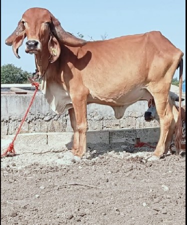 3 ગીર ગાય વેચવાની છે