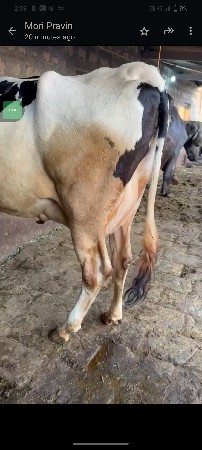 थंबनेल 3