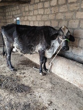 थंबनेल 3