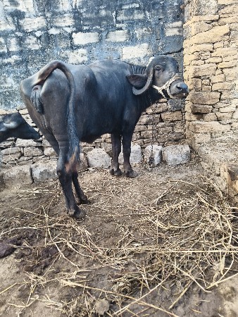 थंबनेल 3